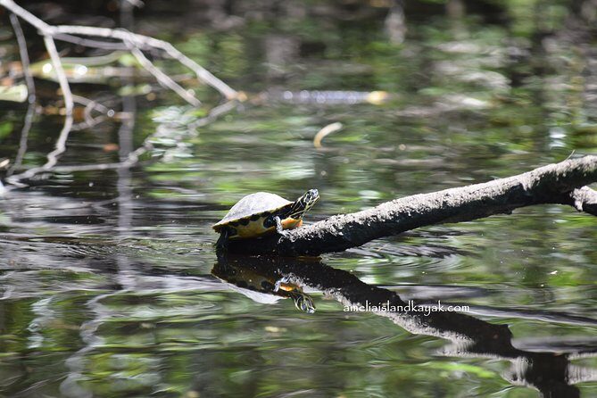 Self Guided Family Friendly Kayak Rental Experience Old Florida - Final Thoughts