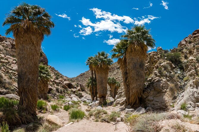 self-guided-joshua-tree-national-park-driving-tour