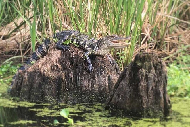 self-guided-kayak-bayou-swamp-tour