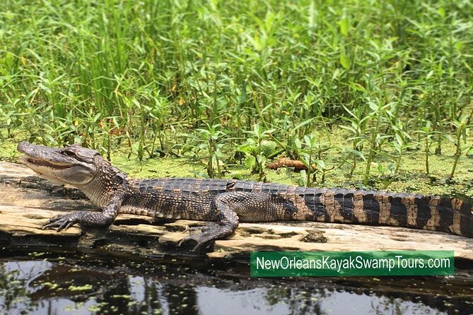 self-guided-kayak-bayou-swamp-tour