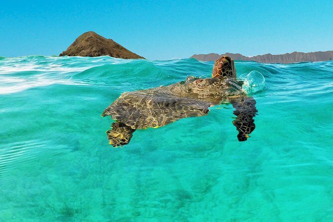 Self-Guided Kayaking Discovery in Kailua, Oahu - The Price-Value Balance
