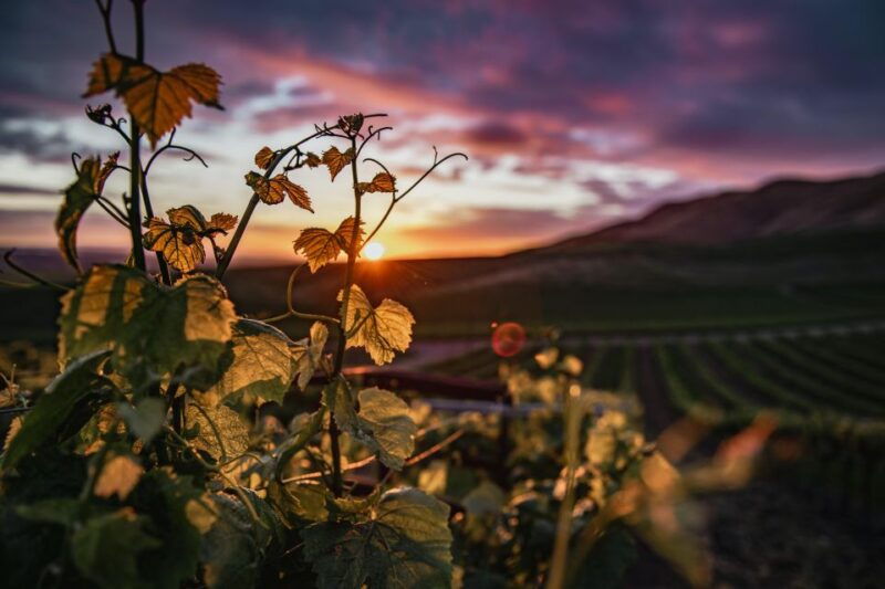 self-guided-wine-tasting-audio-tour-paso-robles-ca