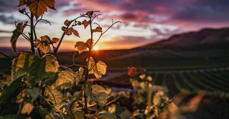 self-guided-wine-tasting-audio-tour-paso-robles-ca