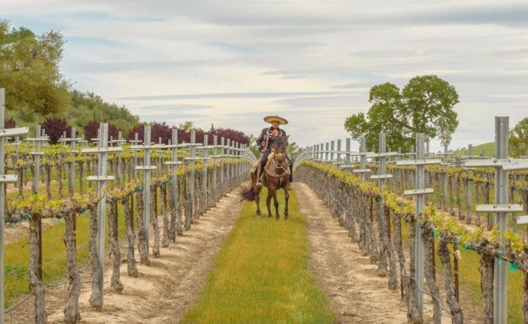 self-guided-wine-tasting-audio-tour-paso-robles-ca