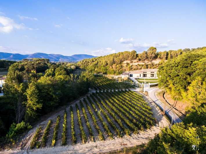 Self tour of the olive oil mill & olive oil tasting - The Sum Up