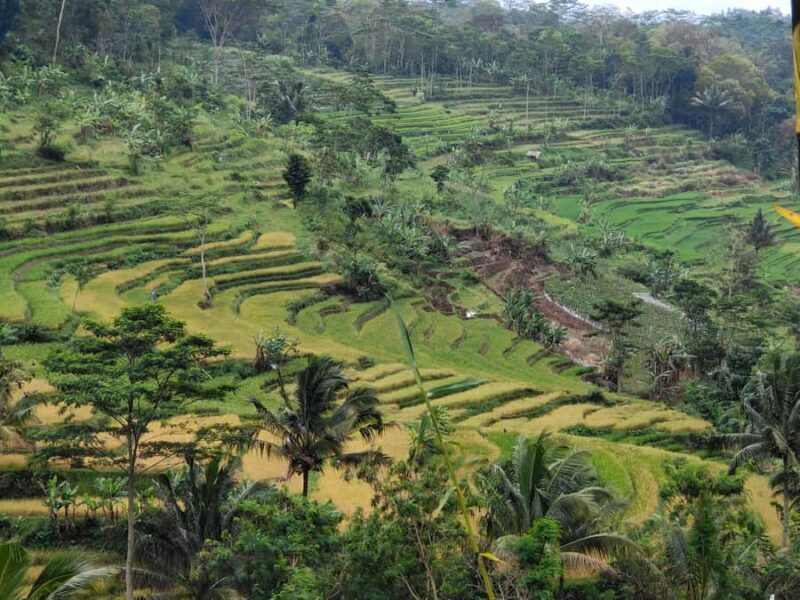 Selogriyo Temple and treking Java Rice Terrace and waterfall - Who Is This Tour Best For?