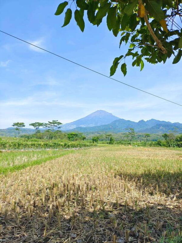 selogriyo-temple-and-treking-java-rice-terrace