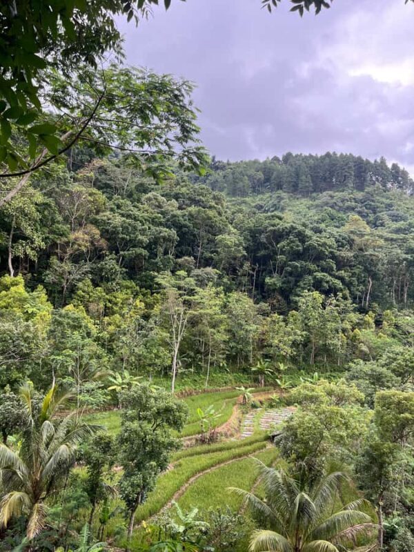 Selogriyo Temple Coffee Processing & Village Trekking Tour - Key Points