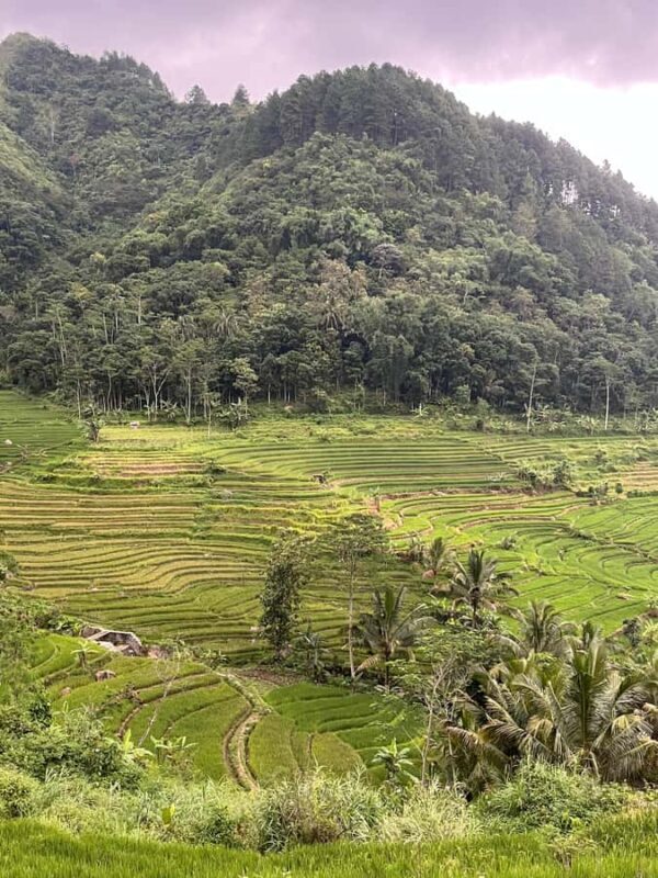 Selogriyo Temple Coffee Processing & Village Trekking Tour - Rice Paddy Field Trekking: A Step into Rural Java