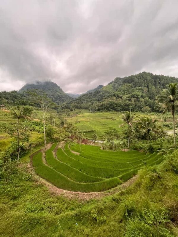 Selogriyo Temple Coffee Processing & Village Trekking Tour - Coffee Plantations and Traditional Processing