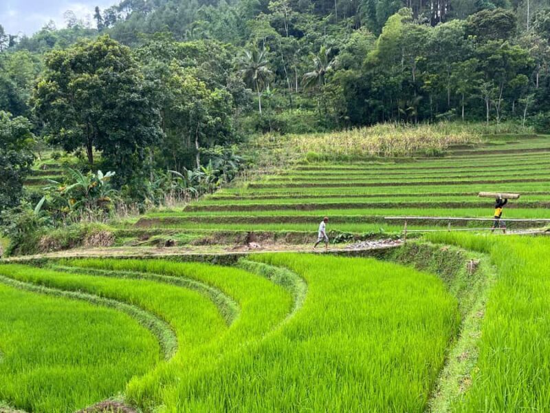 Selogriyo Temple Coffee Processing & Village Trekking Tour - Lunch in the Countryside
