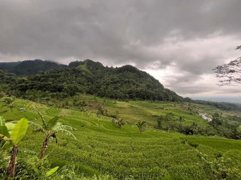 Selogriyo Temple Coffee Processing & Village Trekking Tour - Coffee Brewing and Tasting Session