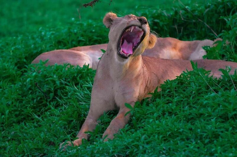 SELOUS: 1 DAY SAFARI FROM ZANZIBAR (SHARED GAME DRIVE) - FAQ  