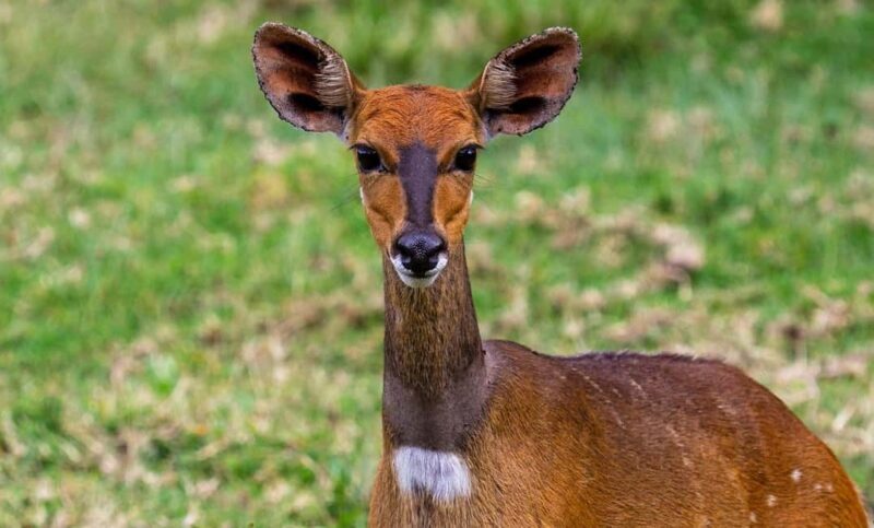 Selous Game Reserve Day Safari with Flight: From Zanzibar - What Travelers Can Expect