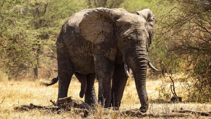 Selous Game Reserve Day Safari with Flight: From Zanzibar - FAQ