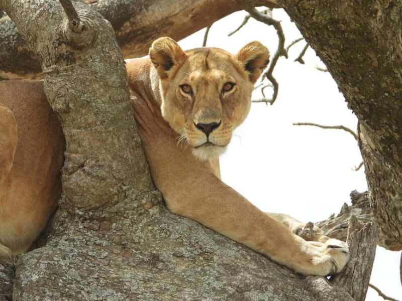 Selous Game Reserve Day Safari with Flight: From Zanzibar - Final Thoughts