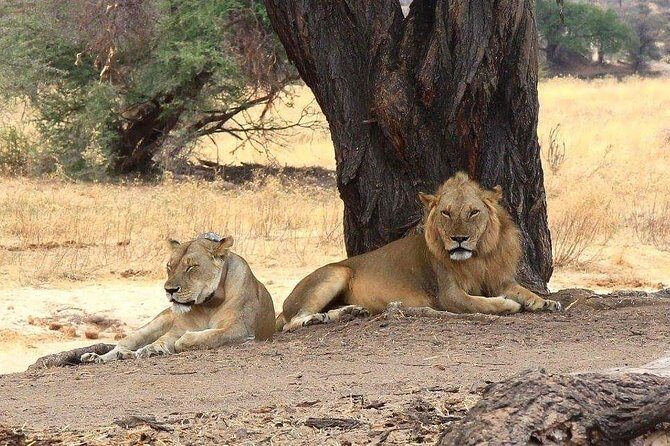 Selous Game Reserve Road Trip- Boat Safari, Game Drive And Walk Safari - Key Points