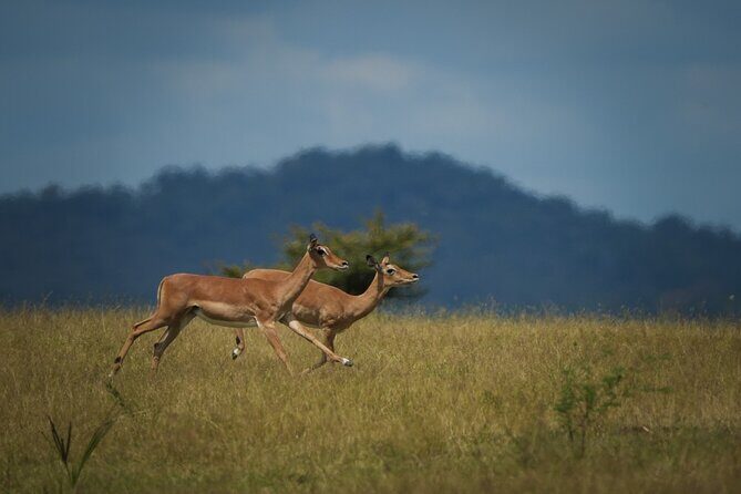 Selous Luxury Day Safari with Photographer - The Itinerary: What to Expect and Why It Matters