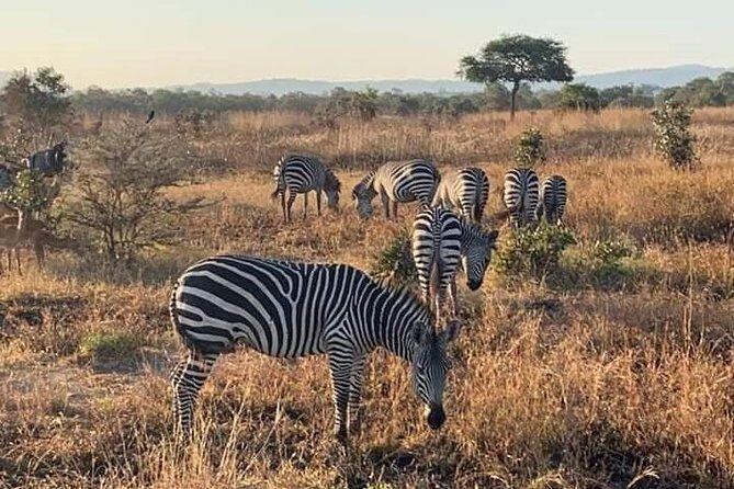 Selous/Nyerere National Park Day Trip - FAQs