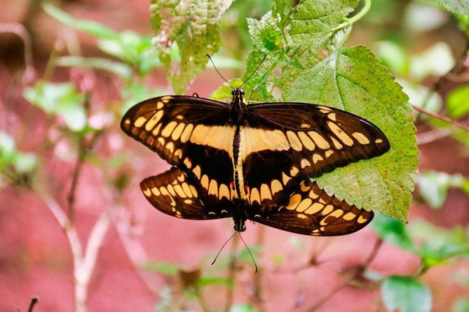 selvatura-park-eco-adventure-tour-of-monteverde