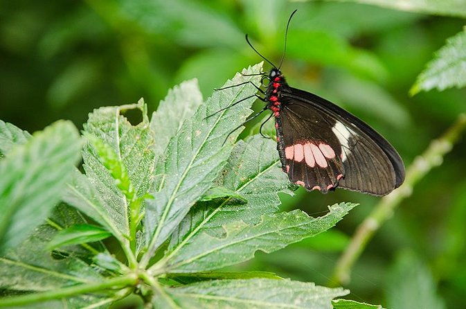 selvatura-park-eco-adventure-tour-of-monteverde