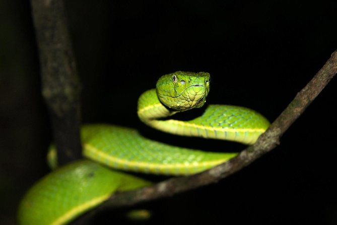 selvatura-park-herpetarium-tour-in-monteverde