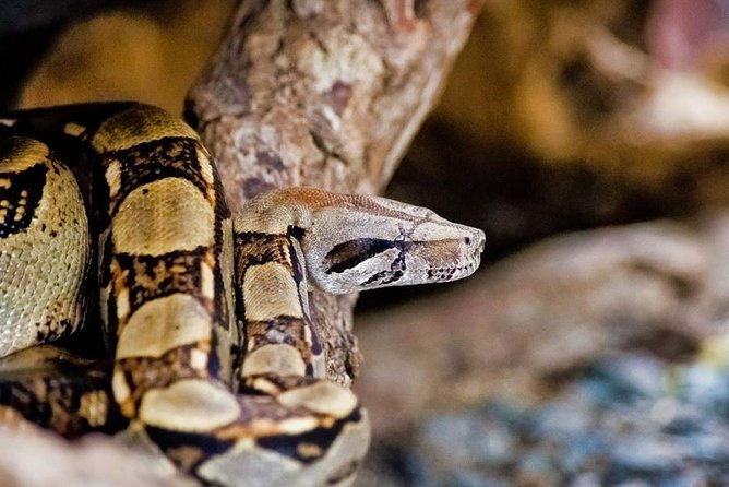 selvatura-park-herpetarium-tour-in-monteverde