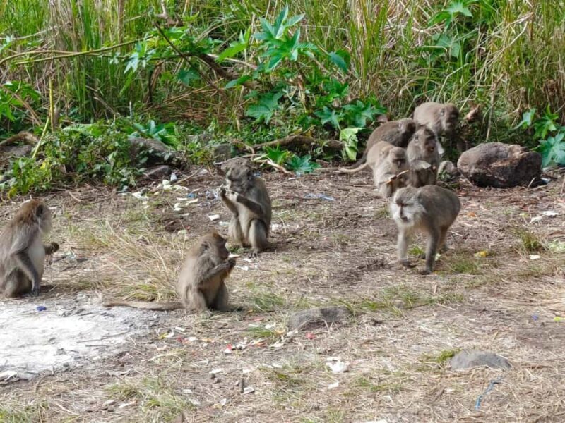 Sembalun,Torean Or Senaru : 3D/2N Mount Rinjani Summit Trek - What Reviews Say About the Experience