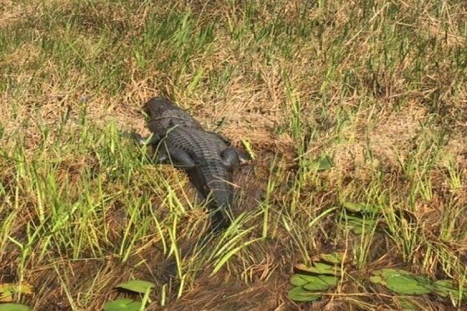 Semi-Private 1-Hour Airboat Tour of Miami Everglades - Exploring the Miami Everglades on a Semi-Private Airboat Tour