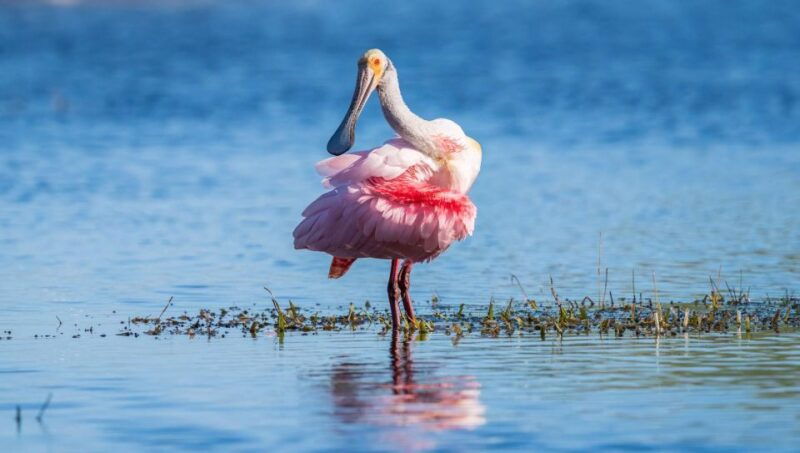 semi-private-everglades-tour-from-miami-or-fort-lauderdale