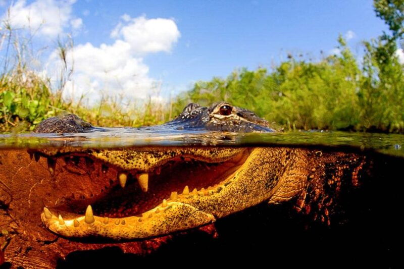 semi-private-everglades-tour-from-miami-or-fort-lauderdale