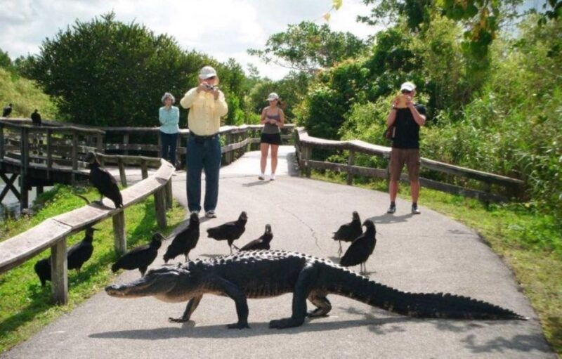 semi-private-everglades-tour-from-miami-or-fort-lauderdale
