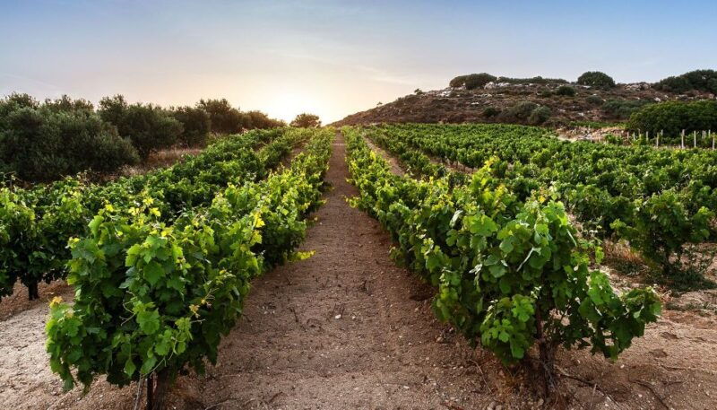 semi-private-heraklion-valley-wine-tour-with-lunch