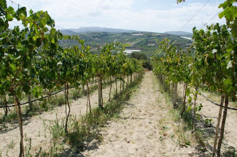 semi-private-heraklion-valley-wine-tour-with-lunch