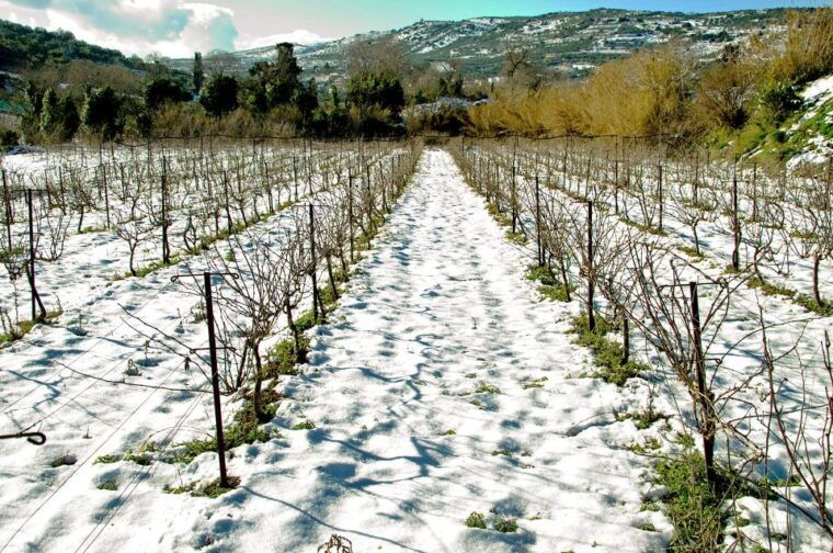 semi-private-heraklion-valley-wine-tour-with-lunch