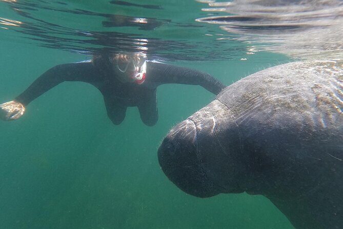 Semi-Private Manatee Swim Tour With In-Water Guide/Photographer - A quick intro to this charming tour
