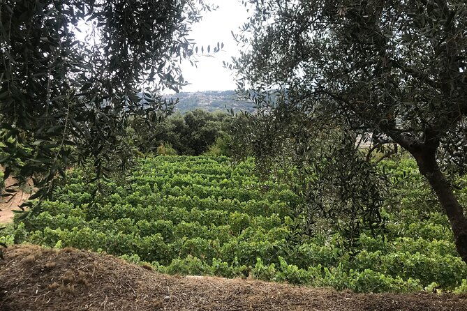 semi-private-organic-wine-food-tasting-tour-from-nice