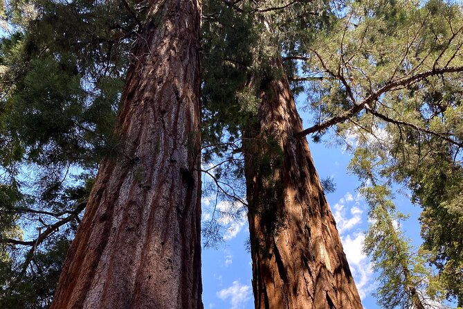 semi-private-tour-to-sequoia-national-park-with-lunch