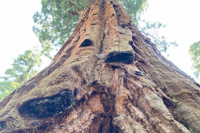 semi-private-tour-to-sequoia-national-park-with-lunch