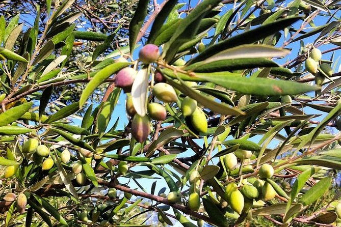 semi-private-wine-and-olive-oil-tour-transfer-lunch-incl