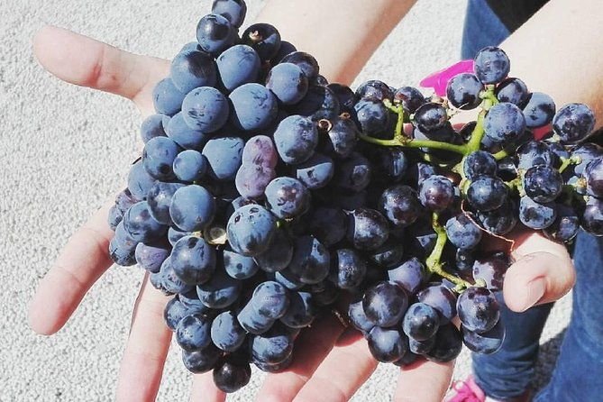 semi-private-wine-discovery-tour-in-chania