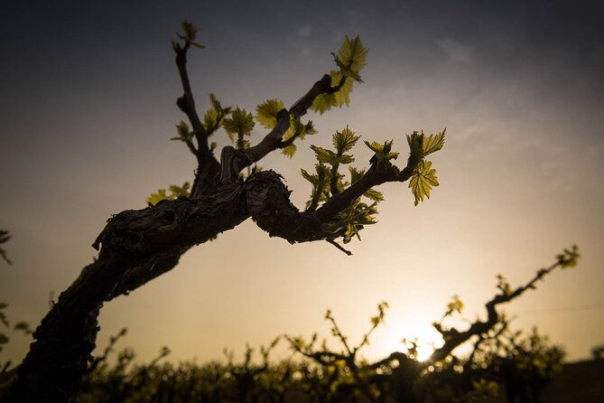 semi-private-wine-tour-of-2-wineries-with-transfer-and-lunch-2