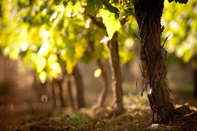 semi-private-wine-tour-of-2-wineries-with-transfer-and-lunch