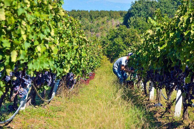 semi-private-wine-tour-of-2-wineries-with-wine-tastings