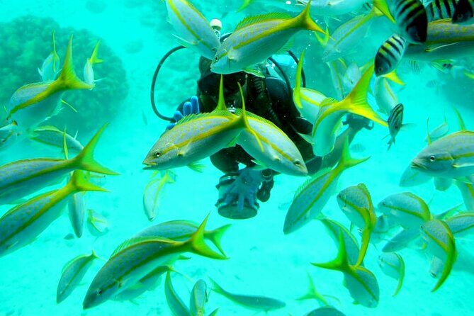 Semi-Submarine 2-hours Snorkeling with Transfer from Hurghada - The Itinerary Breakdown