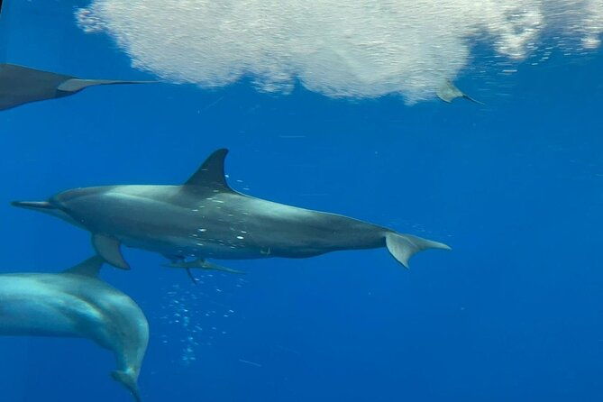 semi-submarine-boat-experience-to-klein-bonaire