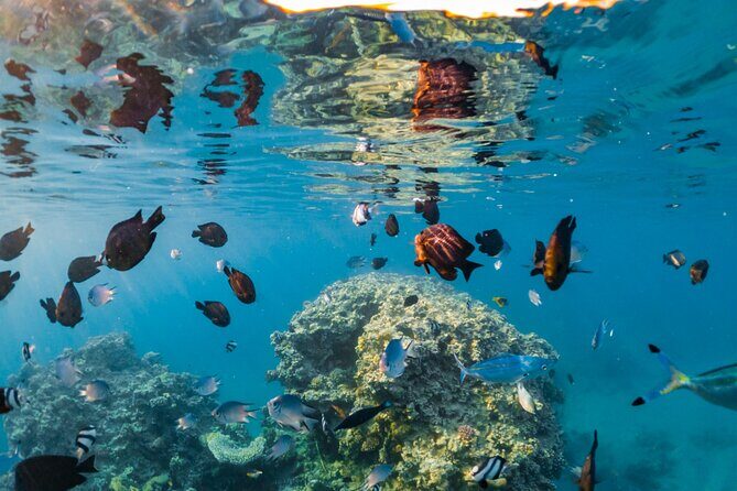 Semi Submarine Experience sea Trip With transfer from Sharm - Introduction: Exploring Sharms Underwater World without Getting Wet