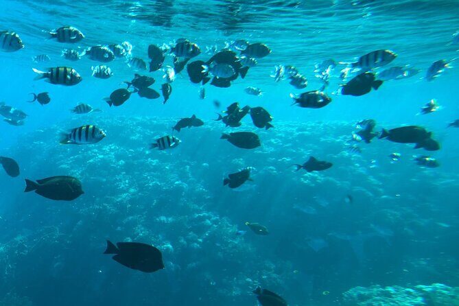 Semi Submarine Experience sea Trip With transfer from Sharm - Authentic Views from Tour Participants