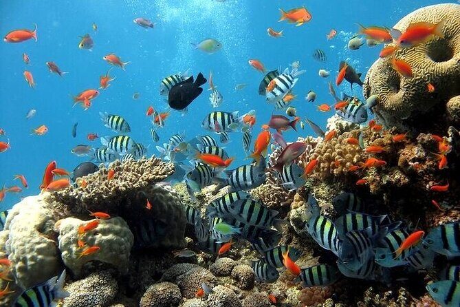 Semi Submarine Hurghada - Key Points