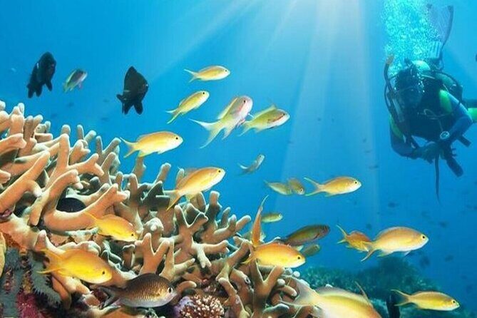 Semi-Submarine in Hurghada - Key Points